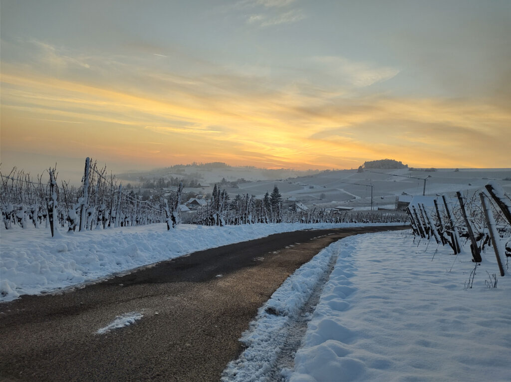 Bettinas-Weinevents-Weinreben-Winter